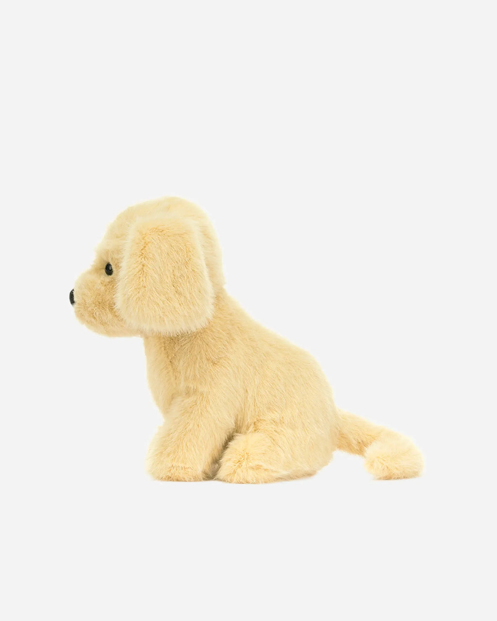 Golden Puppy